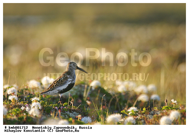 �������� ������, ��������, ��������, ��������, �����������, �����, �����, �����, ������, XYZ, ���������, Scolopacidae, ����������, Calidris alpina